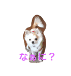 愛犬チコ様（個別スタンプ：1）