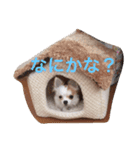 愛犬チコ様（個別スタンプ：3）