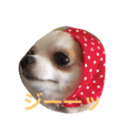 愛犬チコ様（個別スタンプ：4）