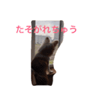 愛犬チコ様（個別スタンプ：6）