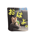 愛犬チコ様（個別スタンプ：9）