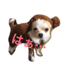 愛犬チコ様（個別スタンプ：10）