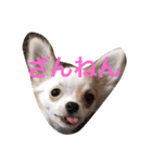 愛犬チコ様（個別スタンプ：11）