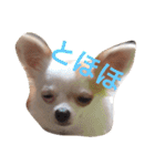 愛犬チコ様（個別スタンプ：15）