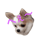 愛犬チコ様（個別スタンプ：16）