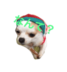愛犬チコ様（個別スタンプ：17）