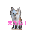 愛犬チコ様（個別スタンプ：18）