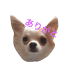 愛犬チコ様（個別スタンプ：19）