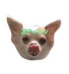 愛犬チコ様（個別スタンプ：23）