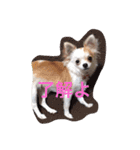 愛犬チコ様（個別スタンプ：24）