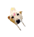 柴犬のニイニ（個別スタンプ：1）