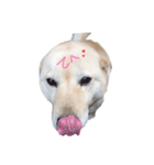 柴犬のニイニ（個別スタンプ：2）