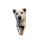 柴犬のニイニ（個別スタンプ：3）