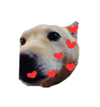 柴犬のニイニ（個別スタンプ：5）