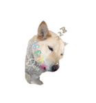 柴犬のニイニ（個別スタンプ：6）