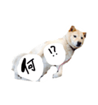 柴犬のニイニ（個別スタンプ：7）