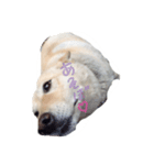 柴犬のニイニ（個別スタンプ：8）