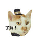 茶白猫ラムネ*（個別スタンプ：5）