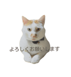 茶白猫ラムネ*（個別スタンプ：6）