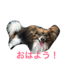 パピヨンdaily life（個別スタンプ：3）
