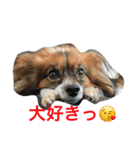 パピヨンdaily life（個別スタンプ：8）