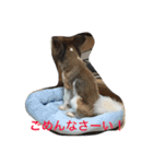 パピヨンdaily life（個別スタンプ：22）