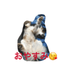 パピヨンdaily life（個別スタンプ：23）