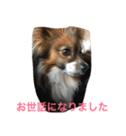 パピヨンdaily life（個別スタンプ：24）