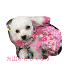 仲良し3匹♪（個別スタンプ：1）