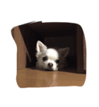 チワワのユニコ（個別スタンプ：8）