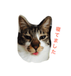 タイちゃんのまったりスタンプ（個別スタンプ：1）
