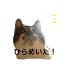 タイちゃんのまったりスタンプ（個別スタンプ：14）