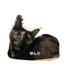 サビネコびび文字（個別スタンプ：3）