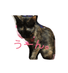 サビネコびび文字（個別スタンプ：5）