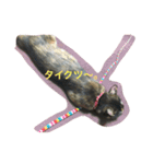 サビネコびび文字（個別スタンプ：10）