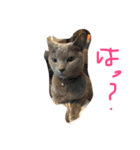 イカしたネコ（個別スタンプ：2）