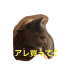 イカしたネコ（個別スタンプ：4）
