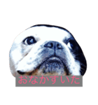 フレンチのブタさん（個別スタンプ：1）