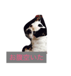 フレンチのブタさん（個別スタンプ：3）