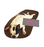 フレンチのブタさん（個別スタンプ：4）
