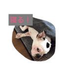 フレンチのブタさん（個別スタンプ：7）