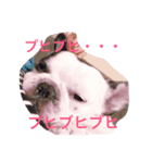 フレンチのブタさん（個別スタンプ：8）