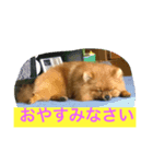 ポメラニアンてんちゃん（個別スタンプ：6）