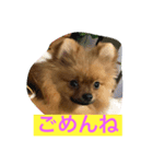 ポメラニアンてんちゃん（個別スタンプ：10）