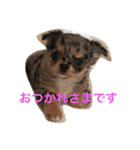 ワンズホーム 1（個別スタンプ：7）