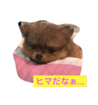 ワンズホーム 1（個別スタンプ：16）