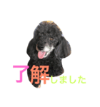 坂本さん家のラルフくん（個別スタンプ：7）
