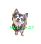 チワワのチョコくん（個別スタンプ：1）