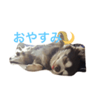 チワワのチョコくん（個別スタンプ：3）