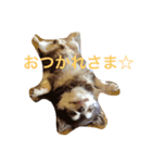 チワワのチョコくん（個別スタンプ：4）
